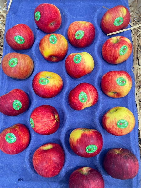 Táo Juliet Organic size S (Pháp)