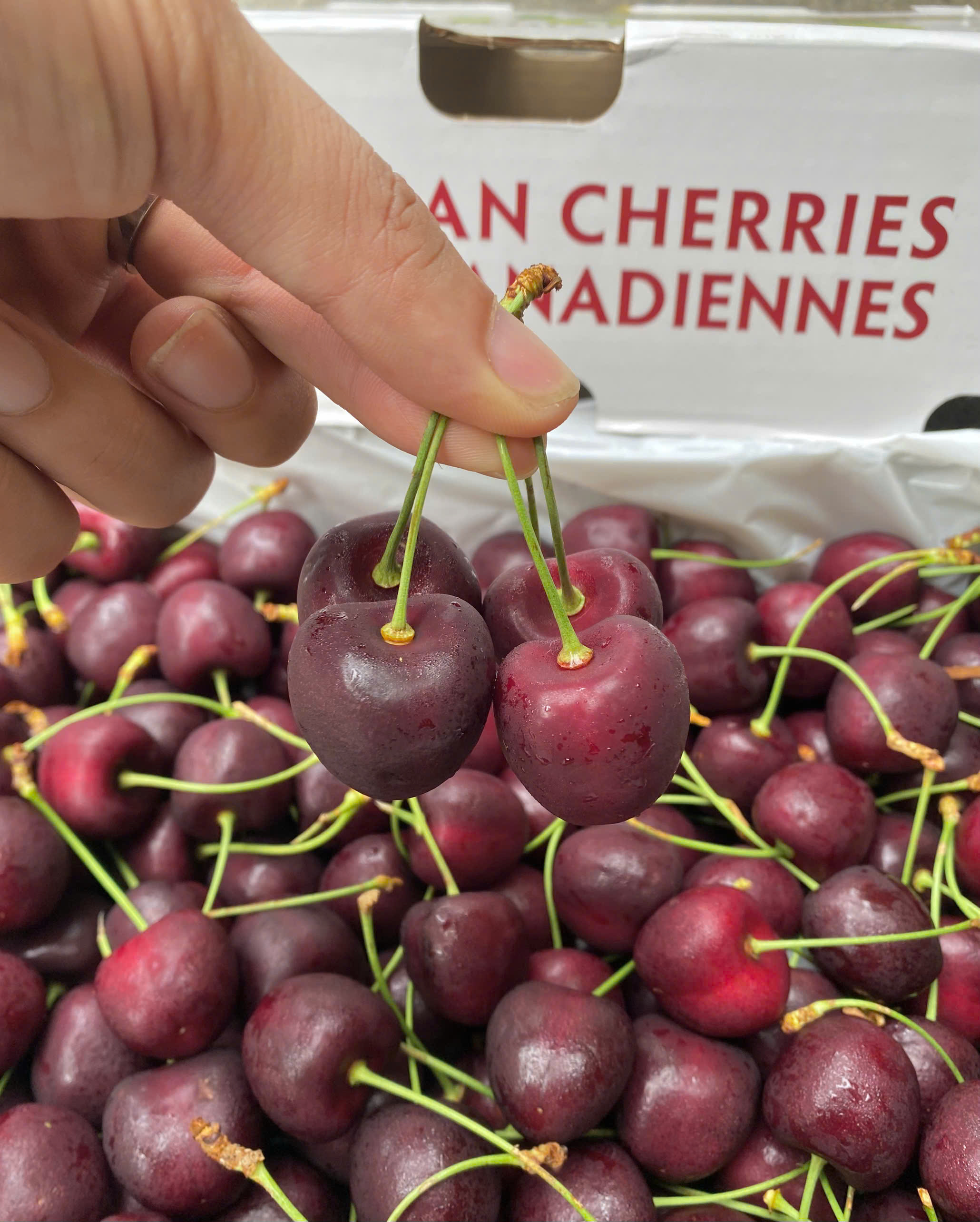 Cherry Canada Size 10