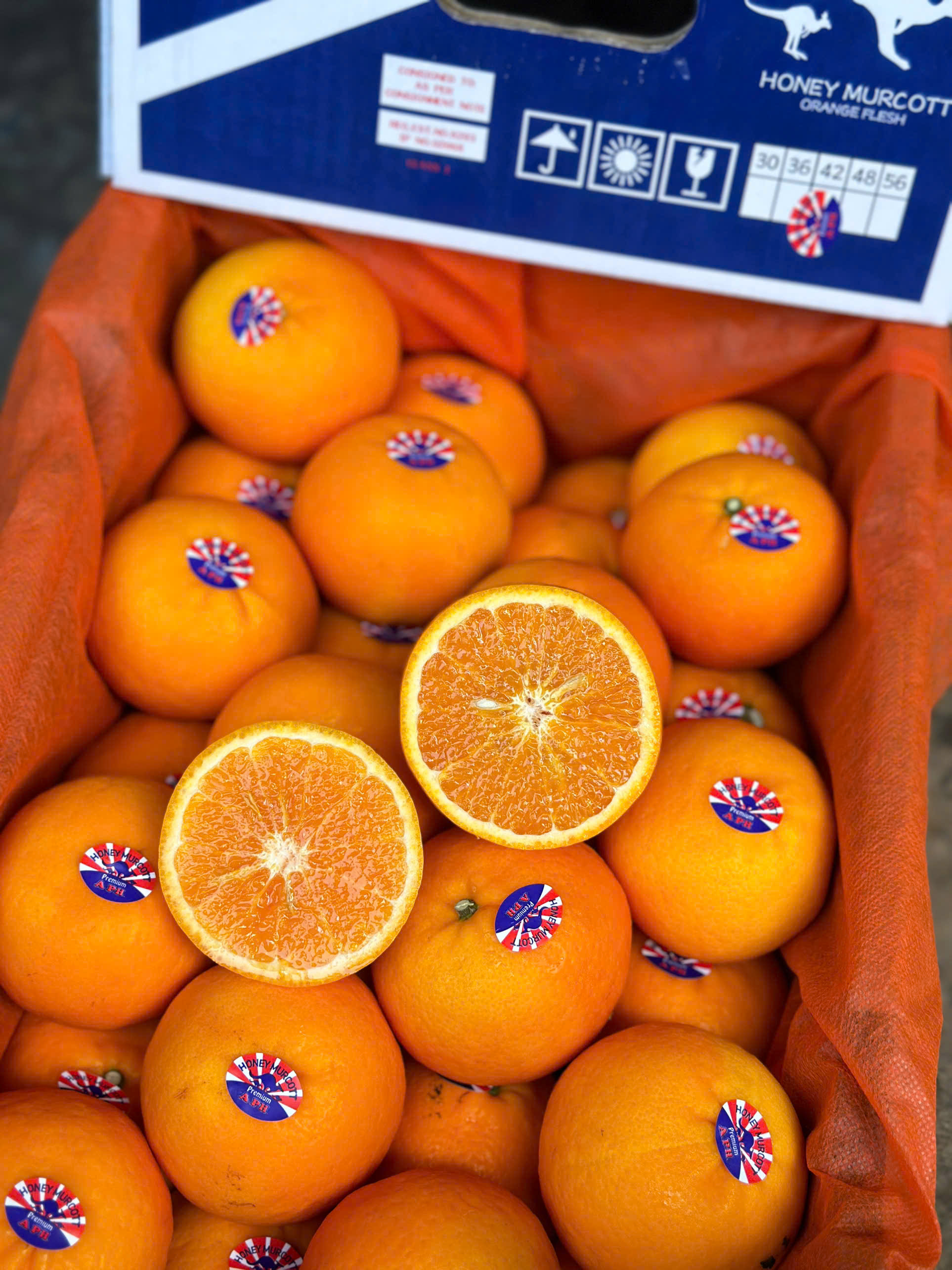 Quýt Úc Honey Murcott 2PH FAN 42