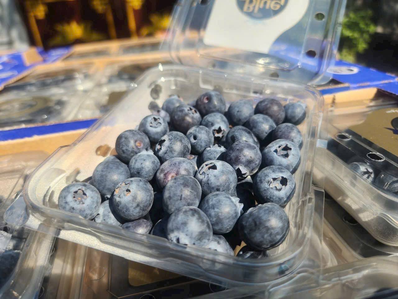 Việt Quất New Zealand