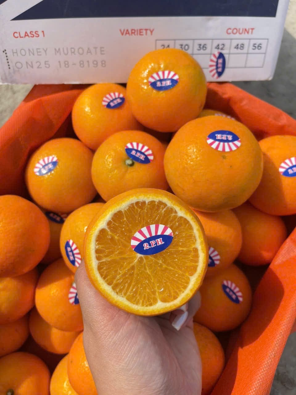 Quýt Úc Honey Murcott 2PH Size S
