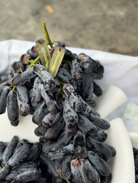 Nho Ngón Tay Đen Peru