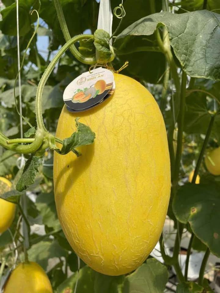 Dưa lưới Huỳnh Long loại 1