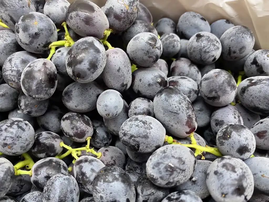 Nho Đen Sweet Sapphire