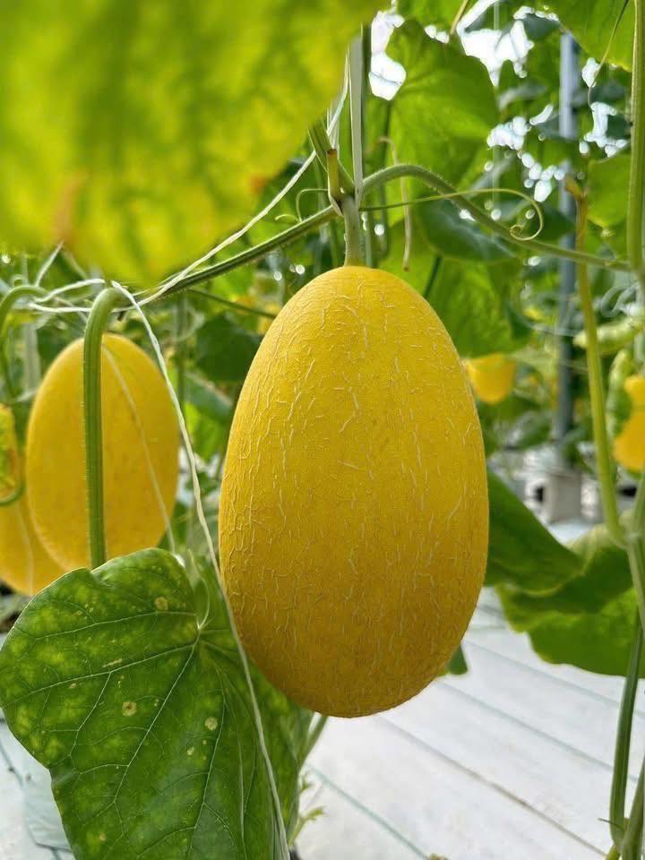 Dưa lưới Huỳnh Long loại 1