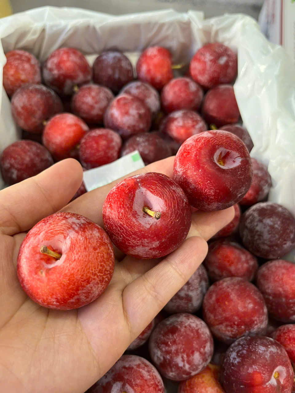 Mận Mật Ong Tím