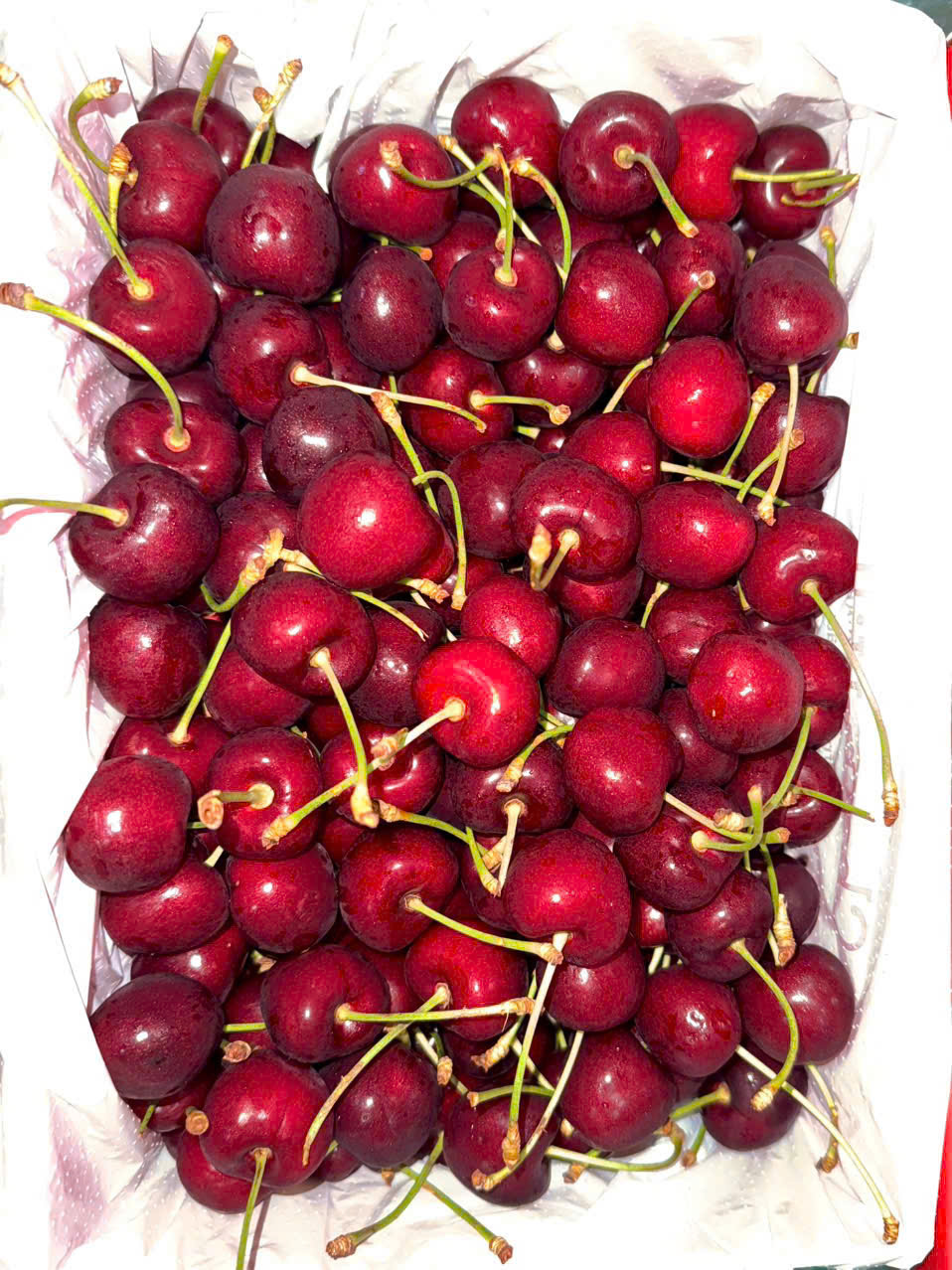 Cherry New Zealand Size 28-30