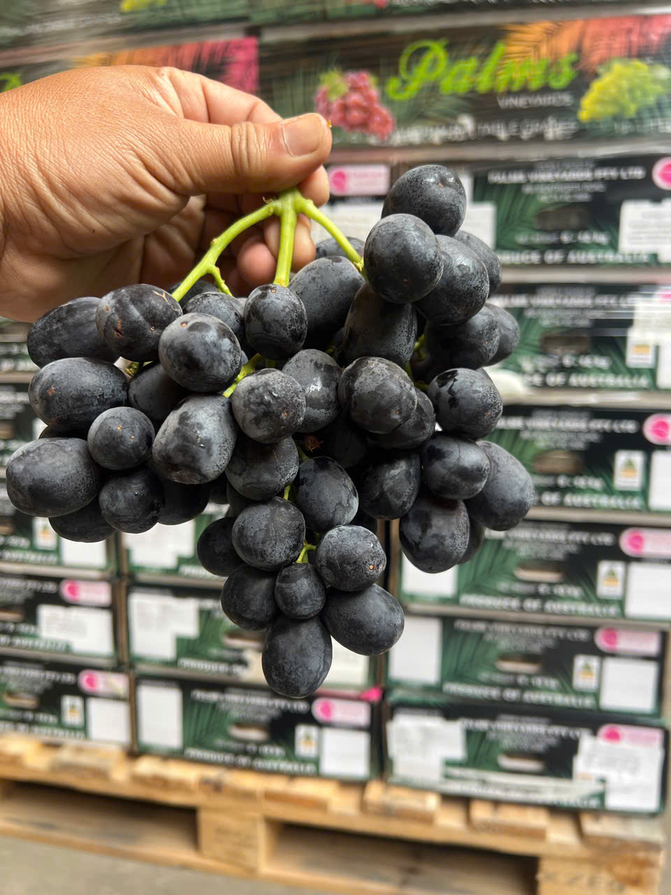 Nho Đen Úc Midnight Beauty