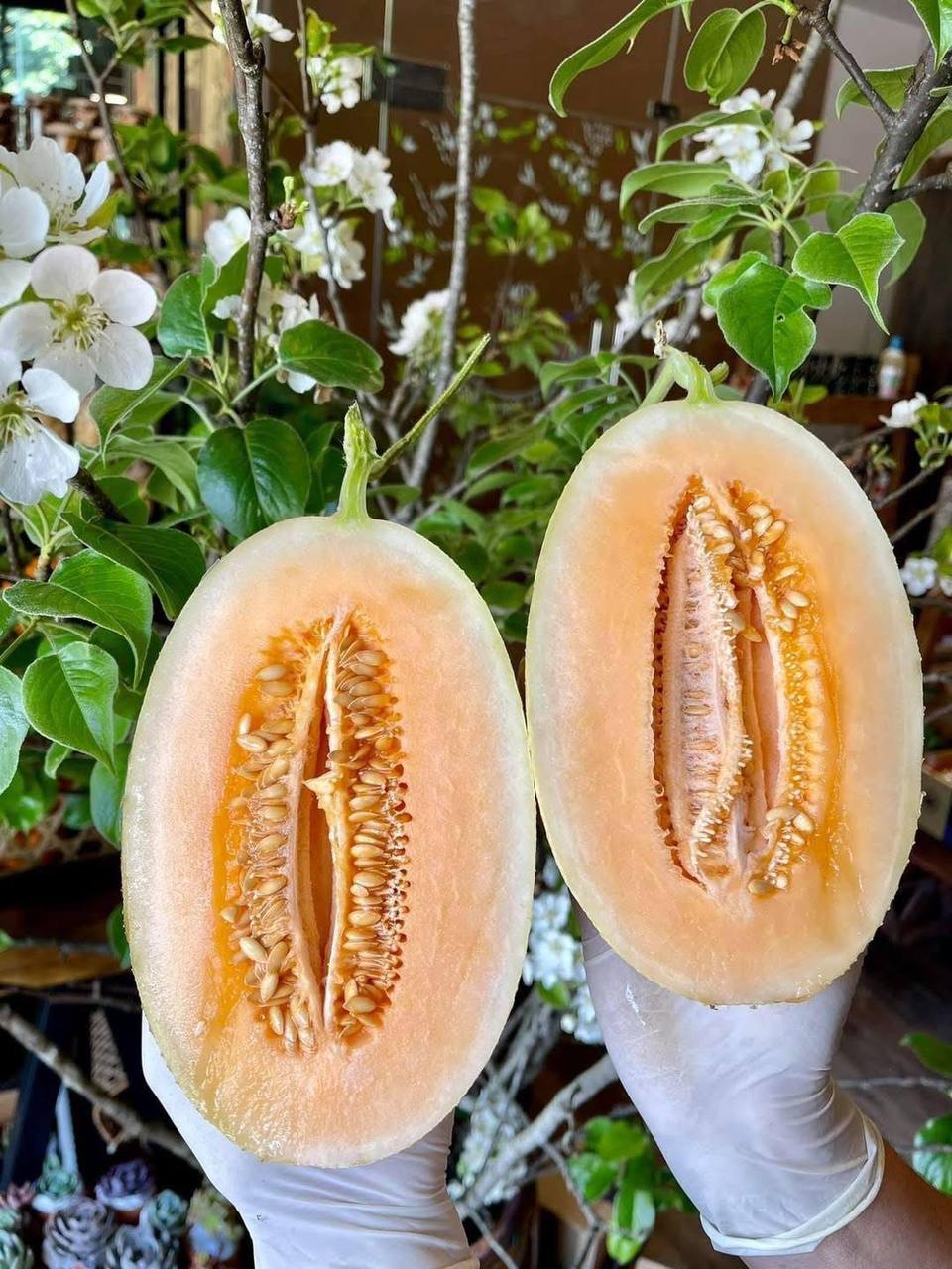 Dưa Lưới Mật Pansy