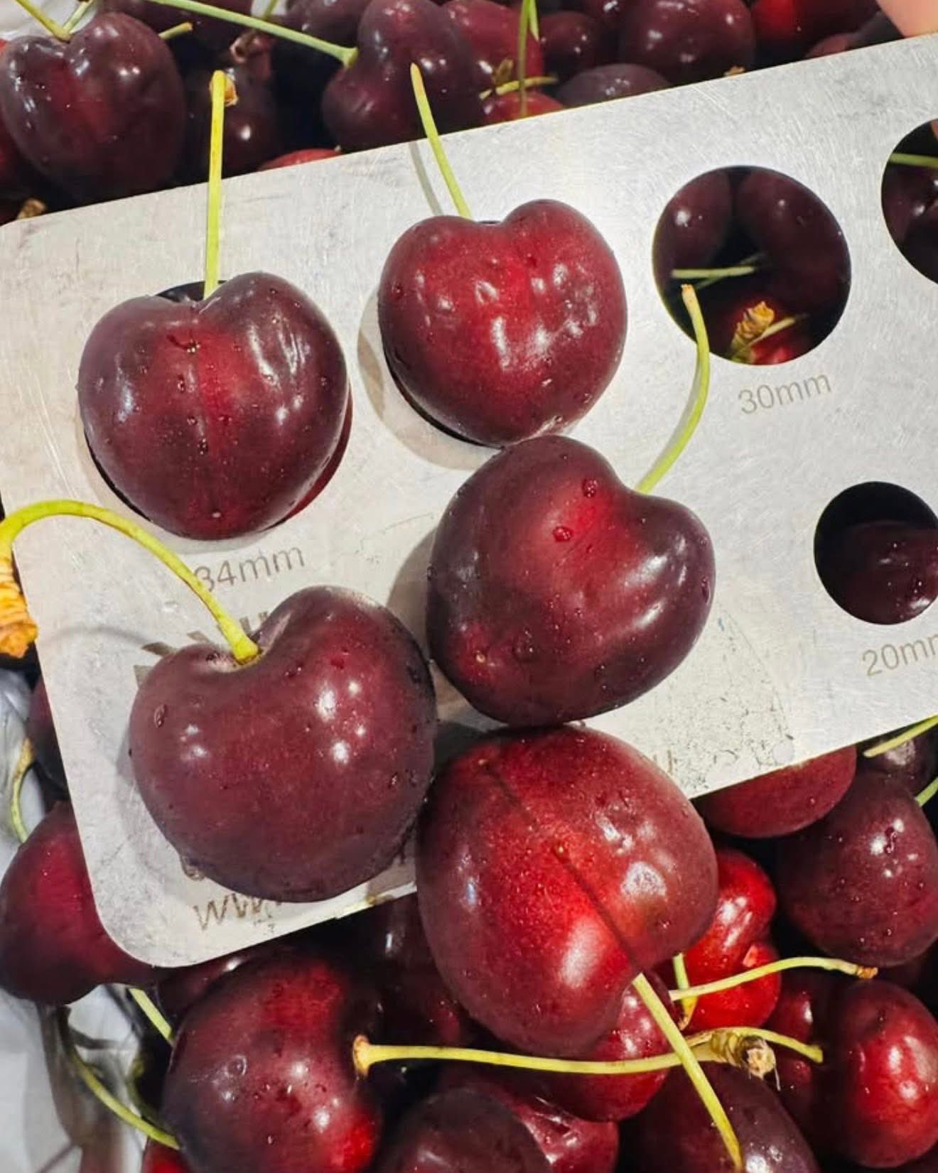Cherry Úc Tasmanian Premium Size 32-34