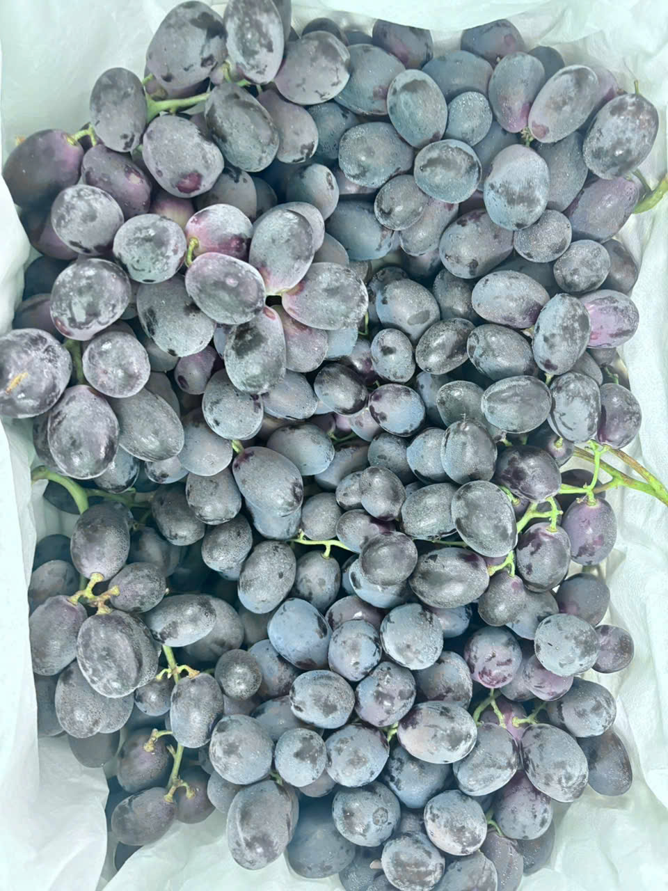 Nho Đen Sweet Sapphire