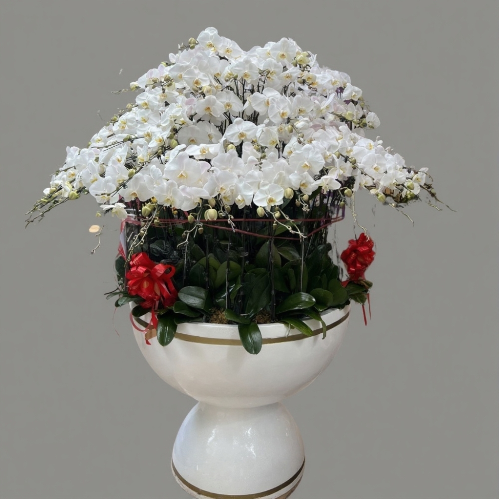Chậu hoa lan hồ điệp Tết màu trắng 90 cành sang trọng, tinh tế