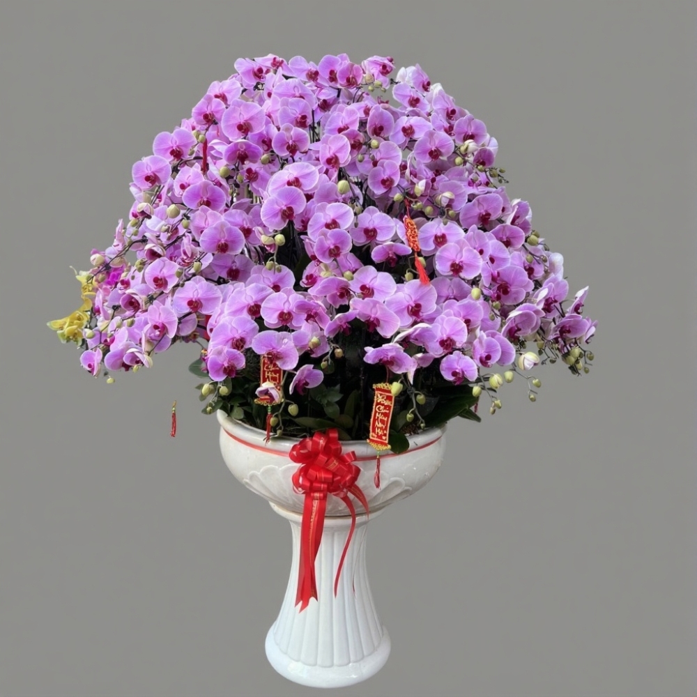 Chậu hoa lan hồ điệp Tết màu tím 150 cành sang trọng