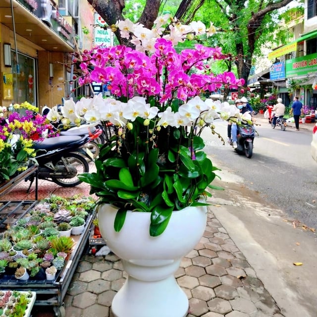 Chậu hoa lan hồ điệp Tết đa sắc 120 cành may mắn, thịnh vượng