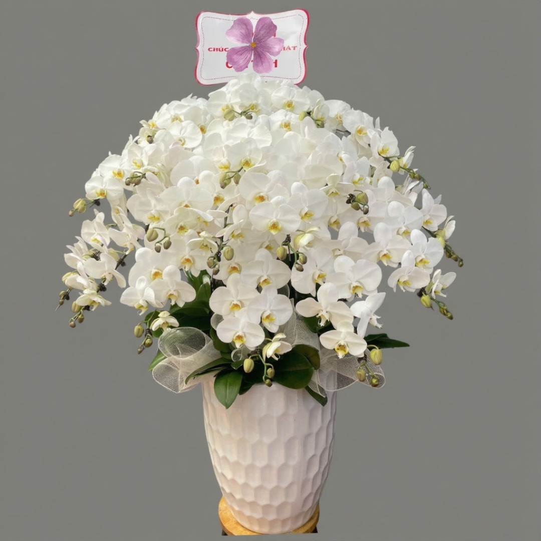 Chậu hoa lan hồ điệp Tết màu trắng 50 cành sang trọng, tươi mới