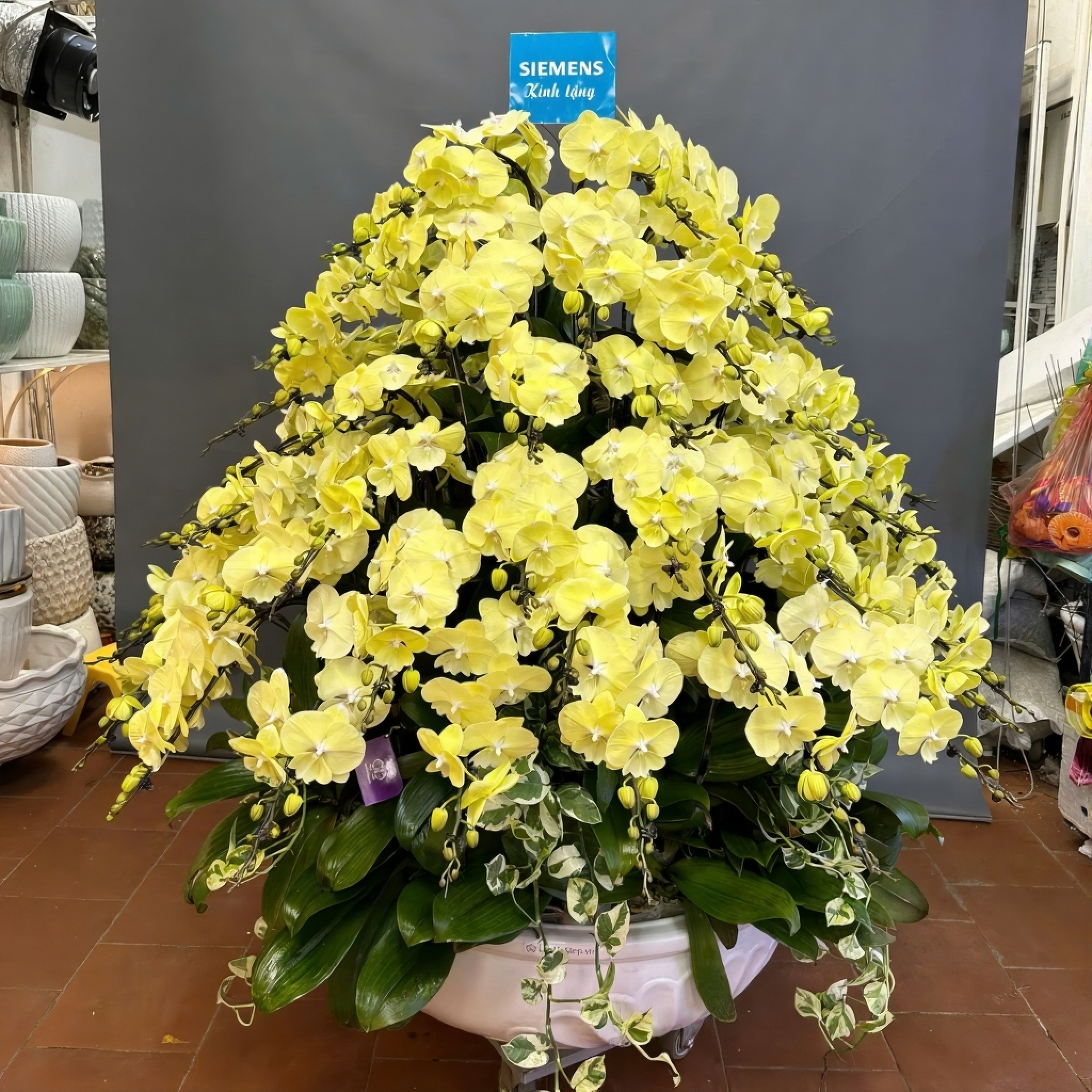 Chậu lan hồ điệp vàng 108 cành cát tường, phú quý