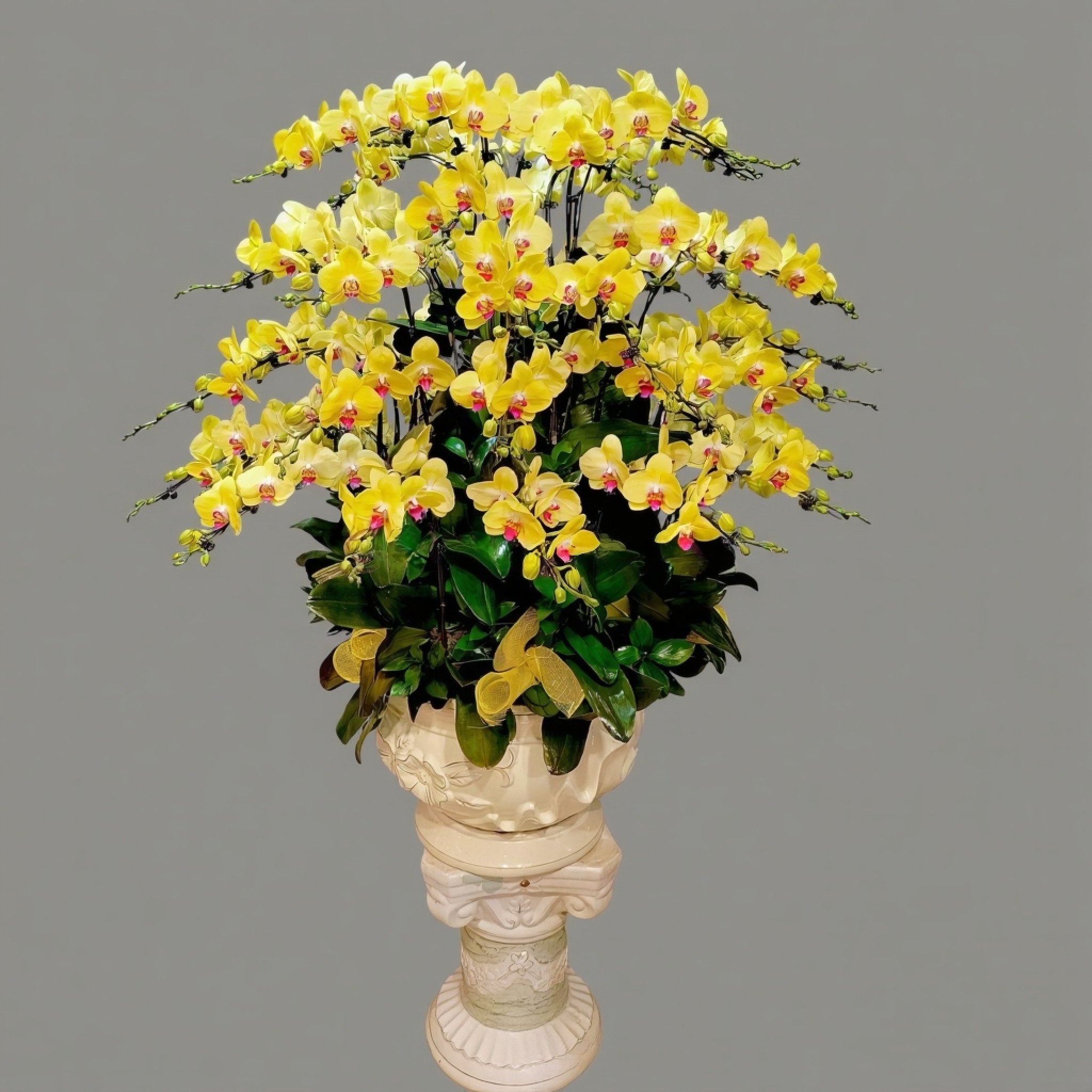 Chậu lan hồ điệp đa sắc vàng cam chúc tết 50 cành