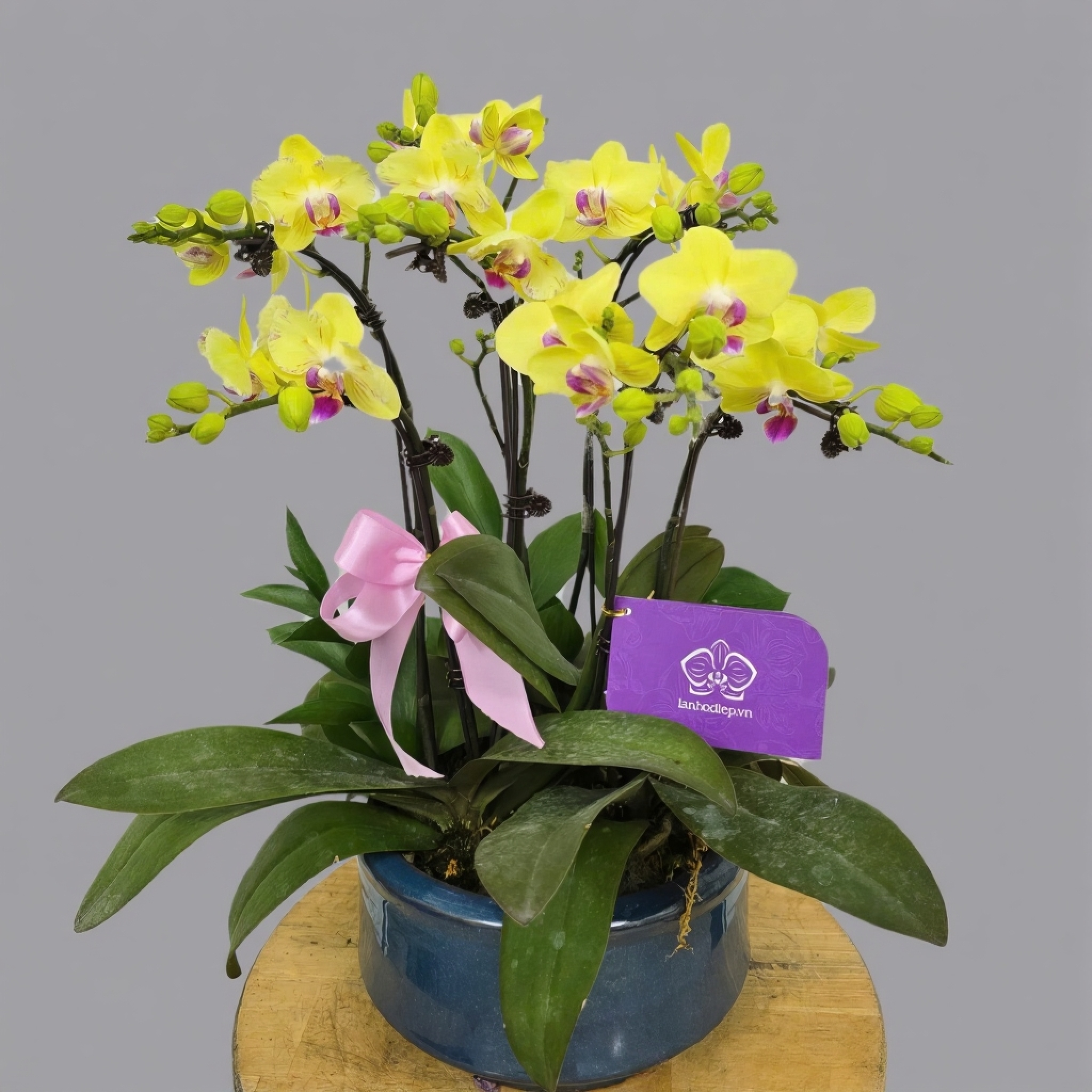 Chậu lan hồ điệp vàng 7 cành mang ý nghĩa hy vọng và hạnh phúc