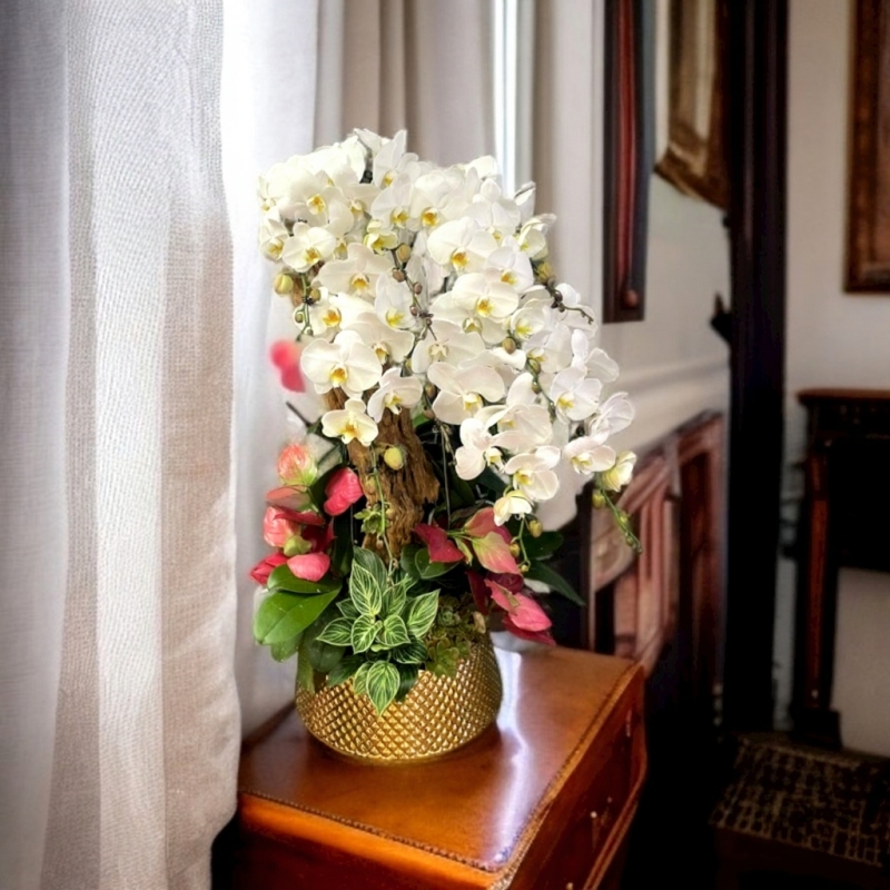 Chậu lan hồ điệp trắng may mắn