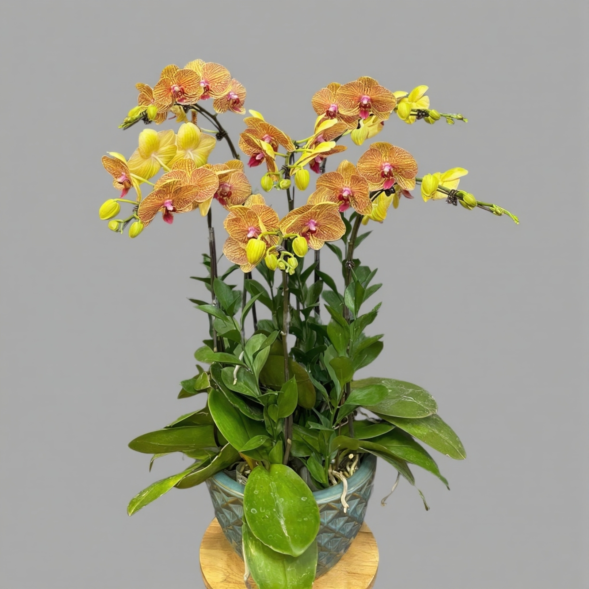 Chậu hồ điệp – món quà chúc Tết