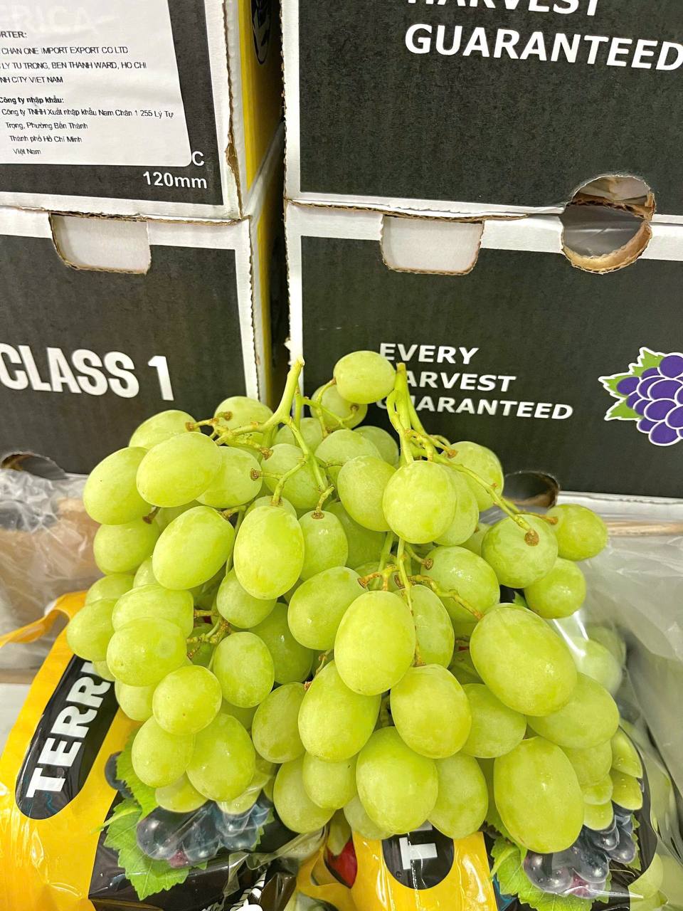 Nho Xanh Nam Phi Sweet Globe TERRISA Thùng 4.5kg