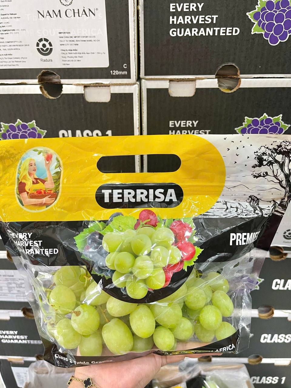 Nho Xanh Nam Phi Sweet Globe TERRISA Thùng 4.5kg