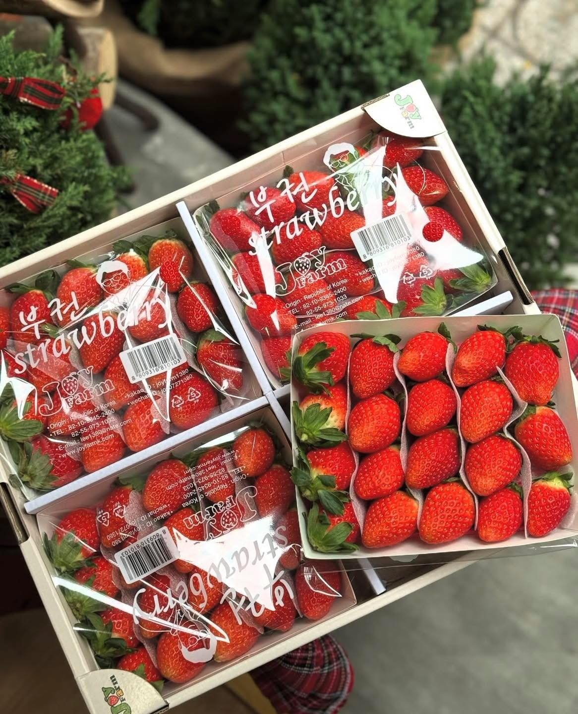 Dâu Hàn Quốc Joyfarm Thùng 4 Hộp x 330gr