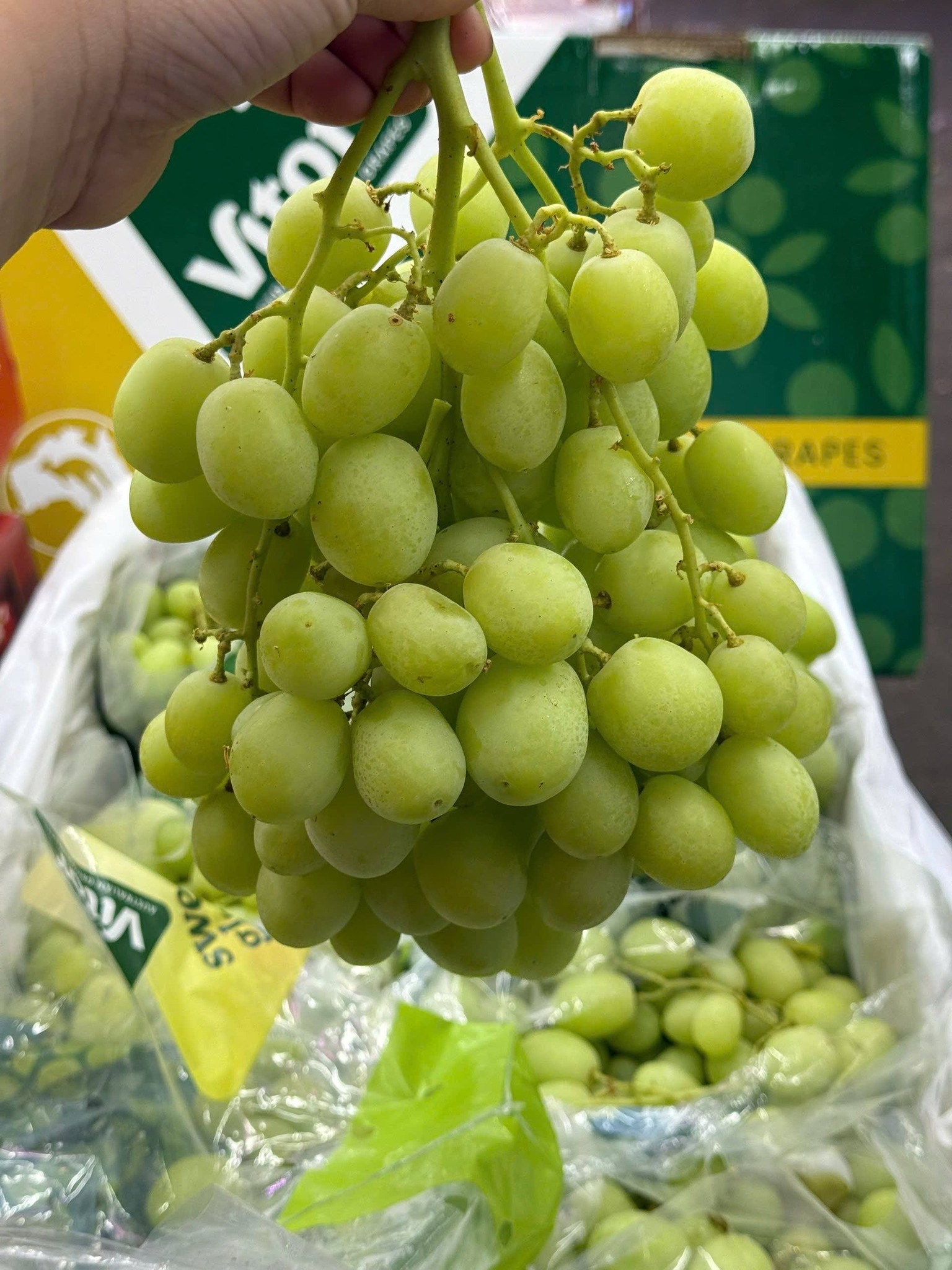 Nho Xanh Úc Vitor Sweet Globe