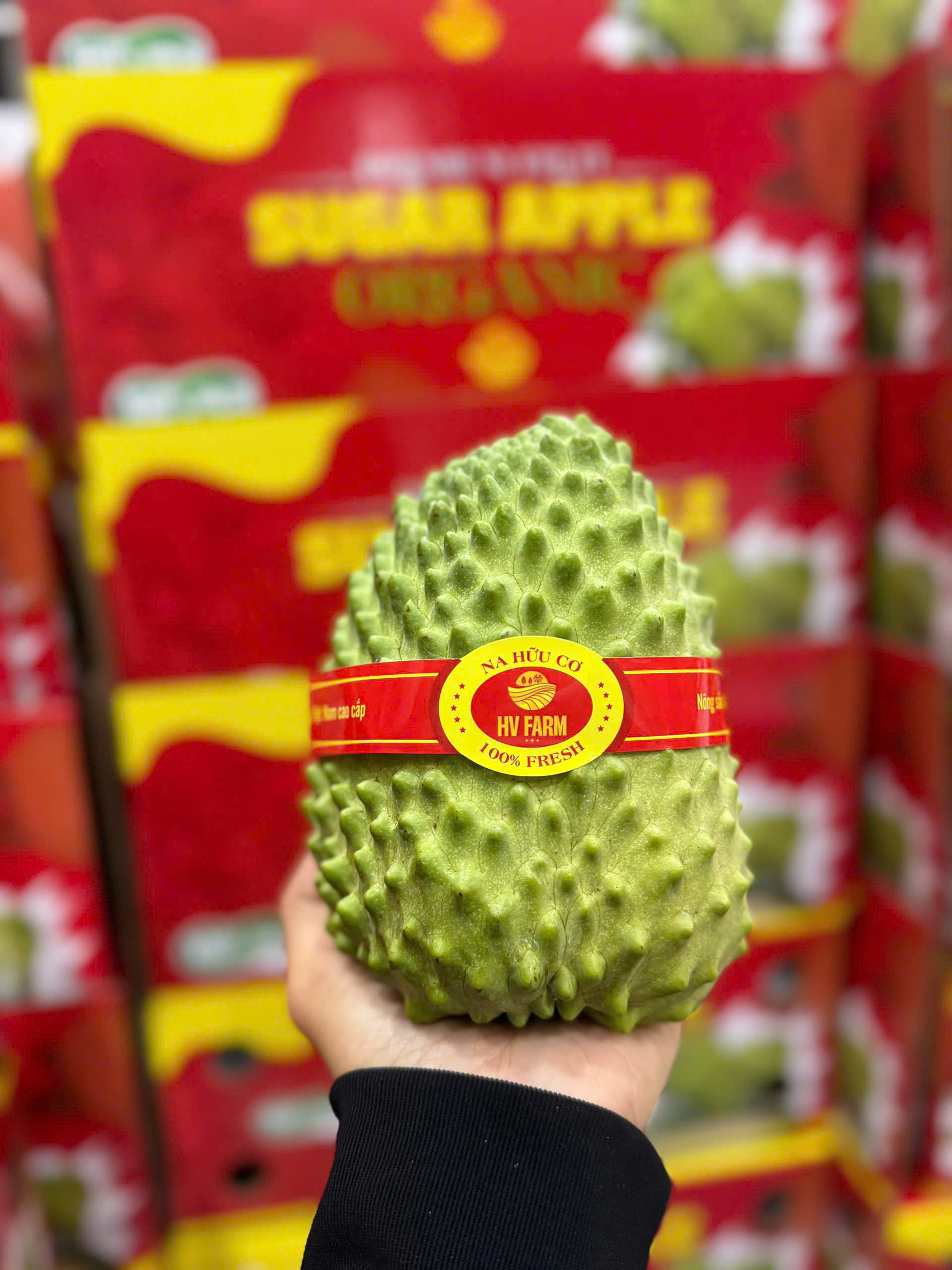 Na Sầu Riêng Đài Loan