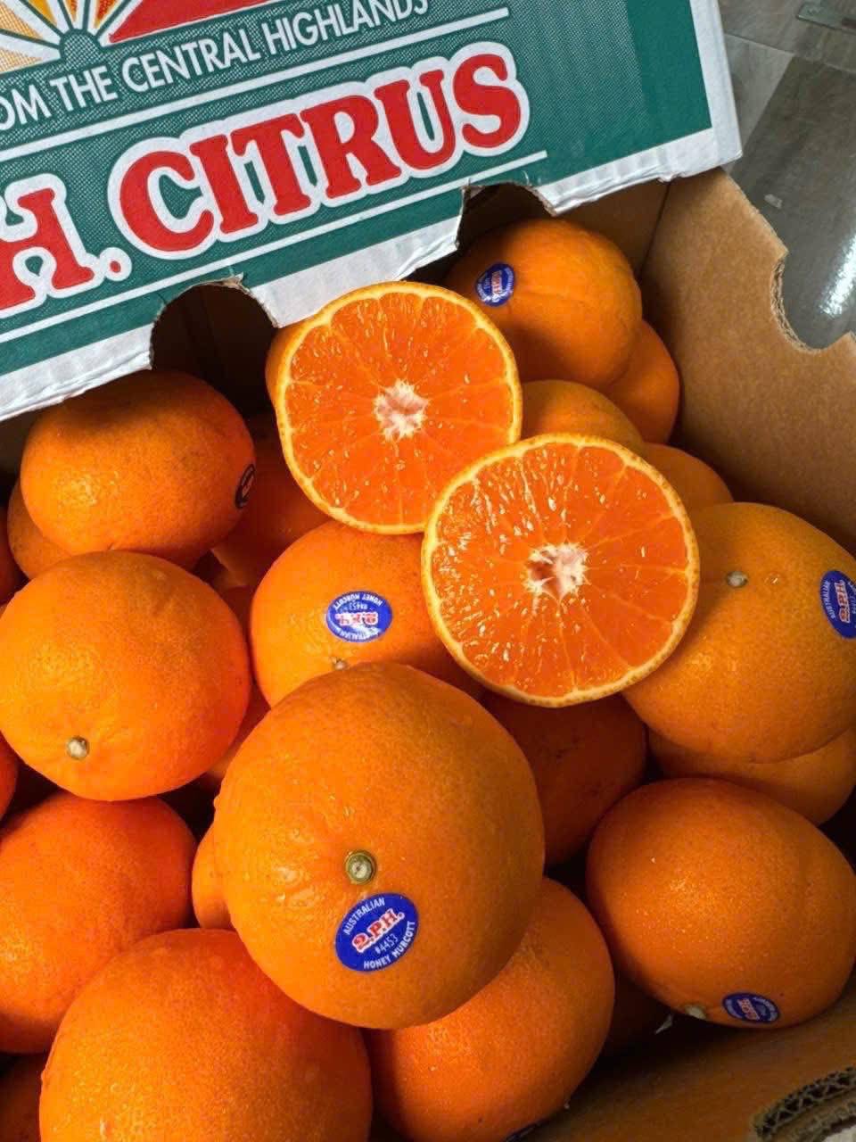 Quýt Úc Honey Murcott 2PH Citrus