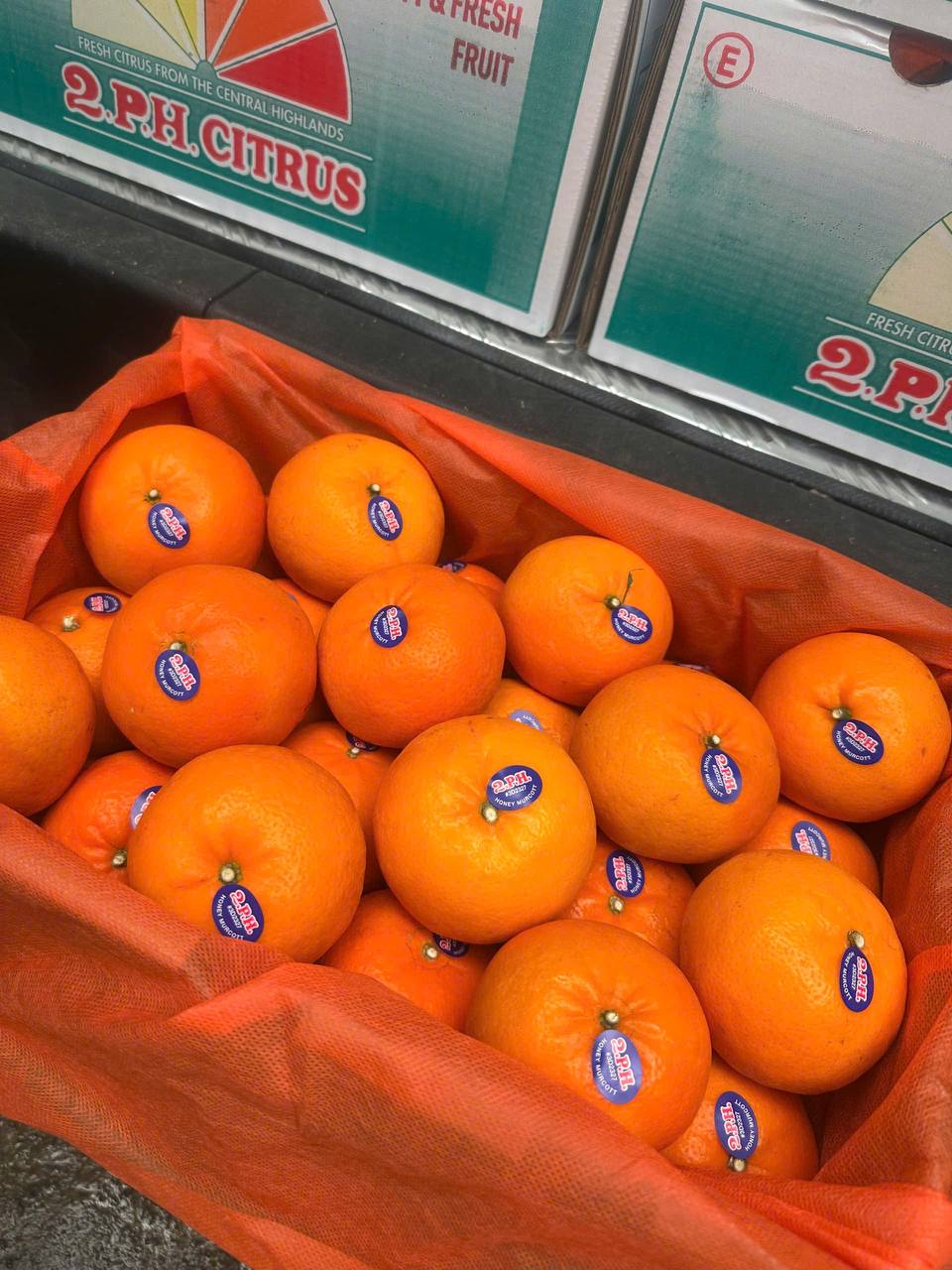 Quýt Úc Honey Murcott 2PH Citrus