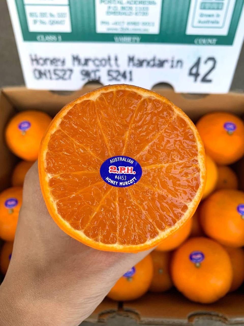 Quýt Úc Honey Murcott 2PH Citrus