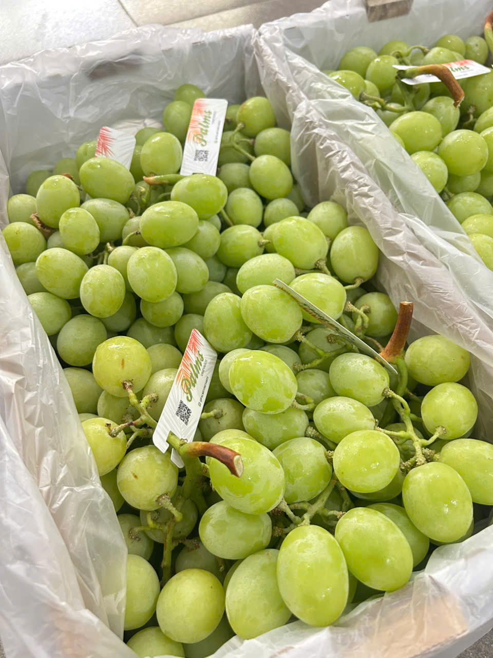 Nho Xanh Úc Autumn Crisp Palms