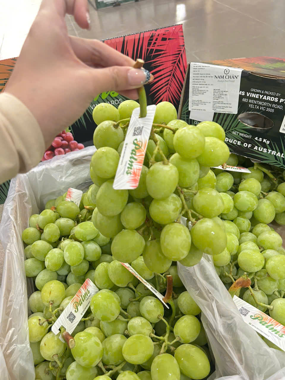 Nho Xanh Úc Autumn Crisp Palms