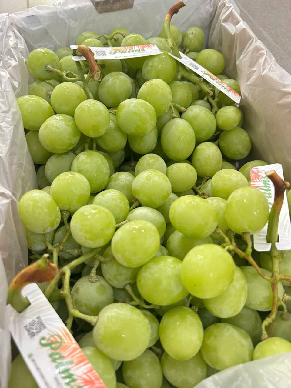 Nho Xanh Úc Autumn Crisp Palms