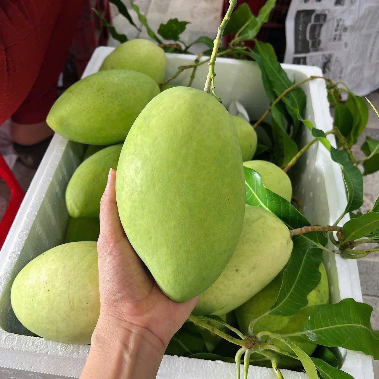 Xoài Cát Hoà Lộc