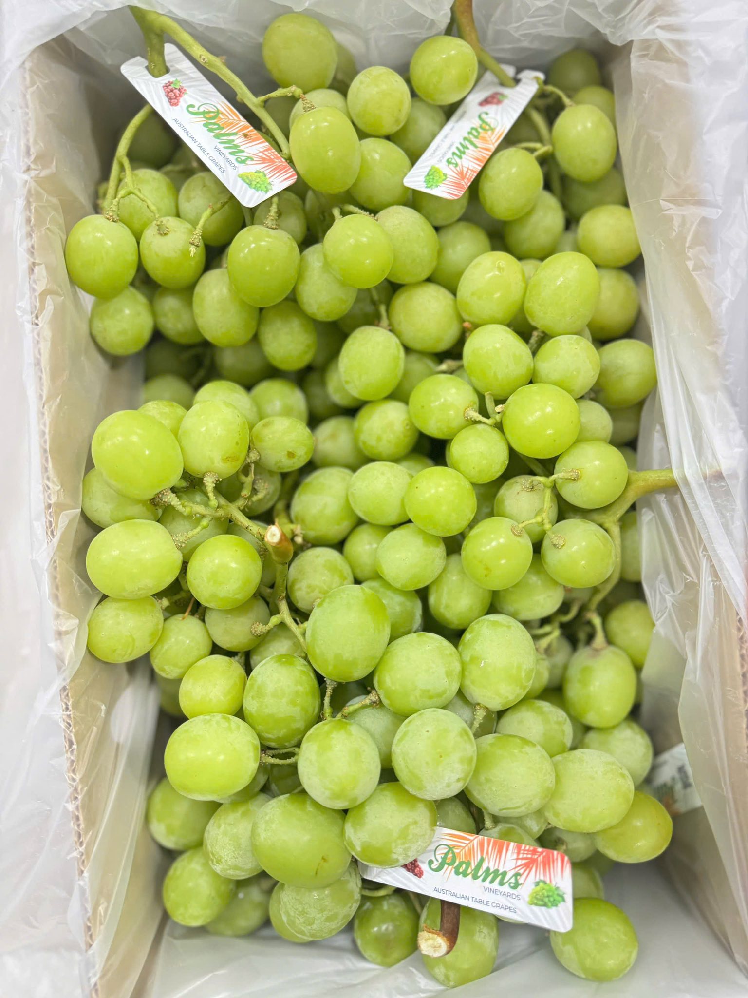 Nho Xanh Úc Autumn Crisp Palms