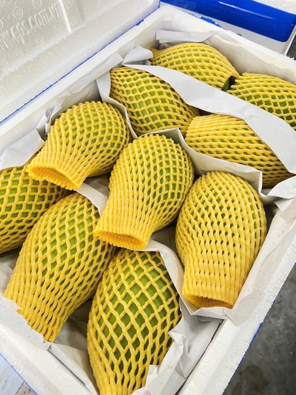 Xoài Cát Hoà Lộc