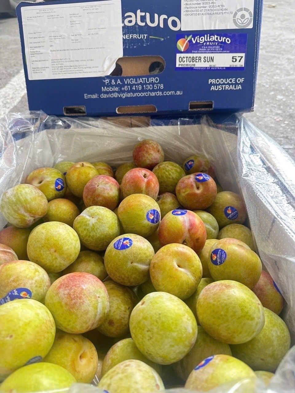 Mận Vàng Úc OCTOBER SUN 