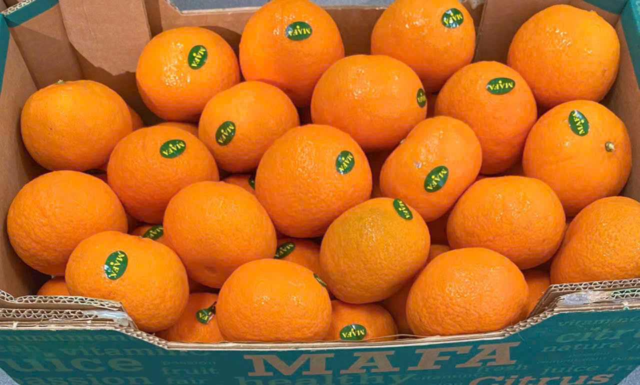 Cam Ai Cập Ruột Vàng