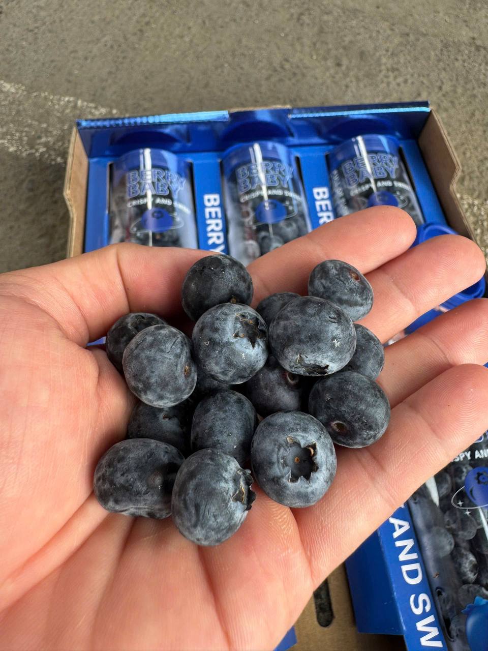 Việt Quất Ống 200gr Size 18+