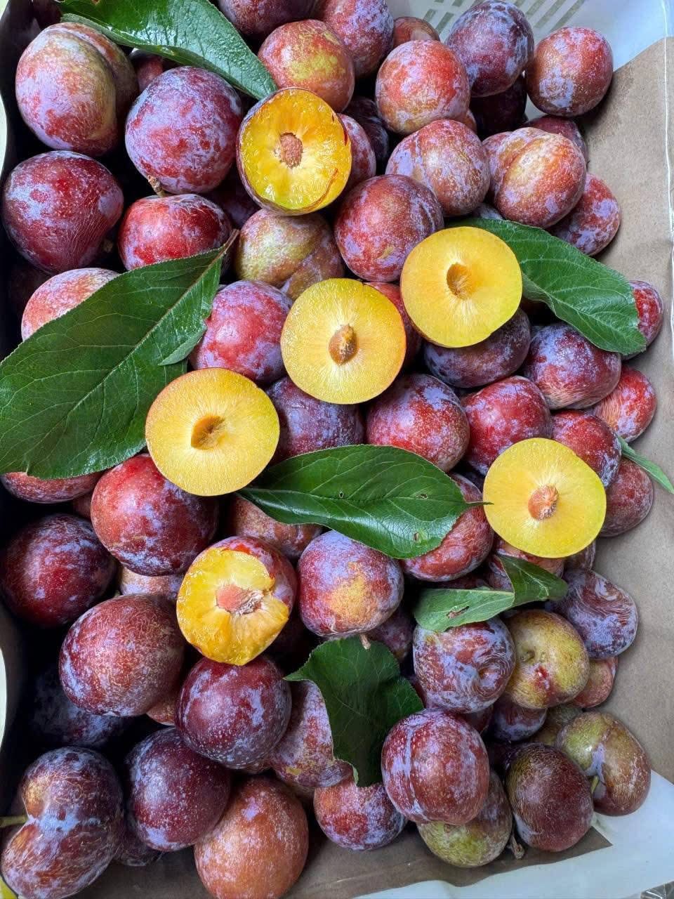 Mận Mật Ong Tím