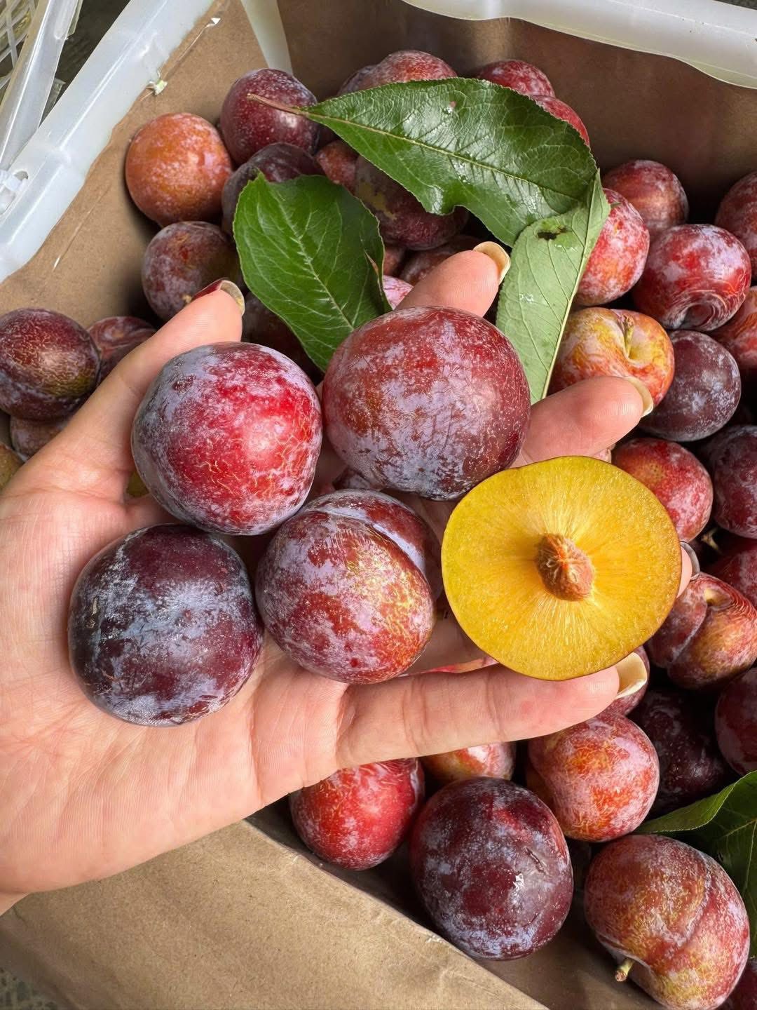 Mận Mật Ong Tím