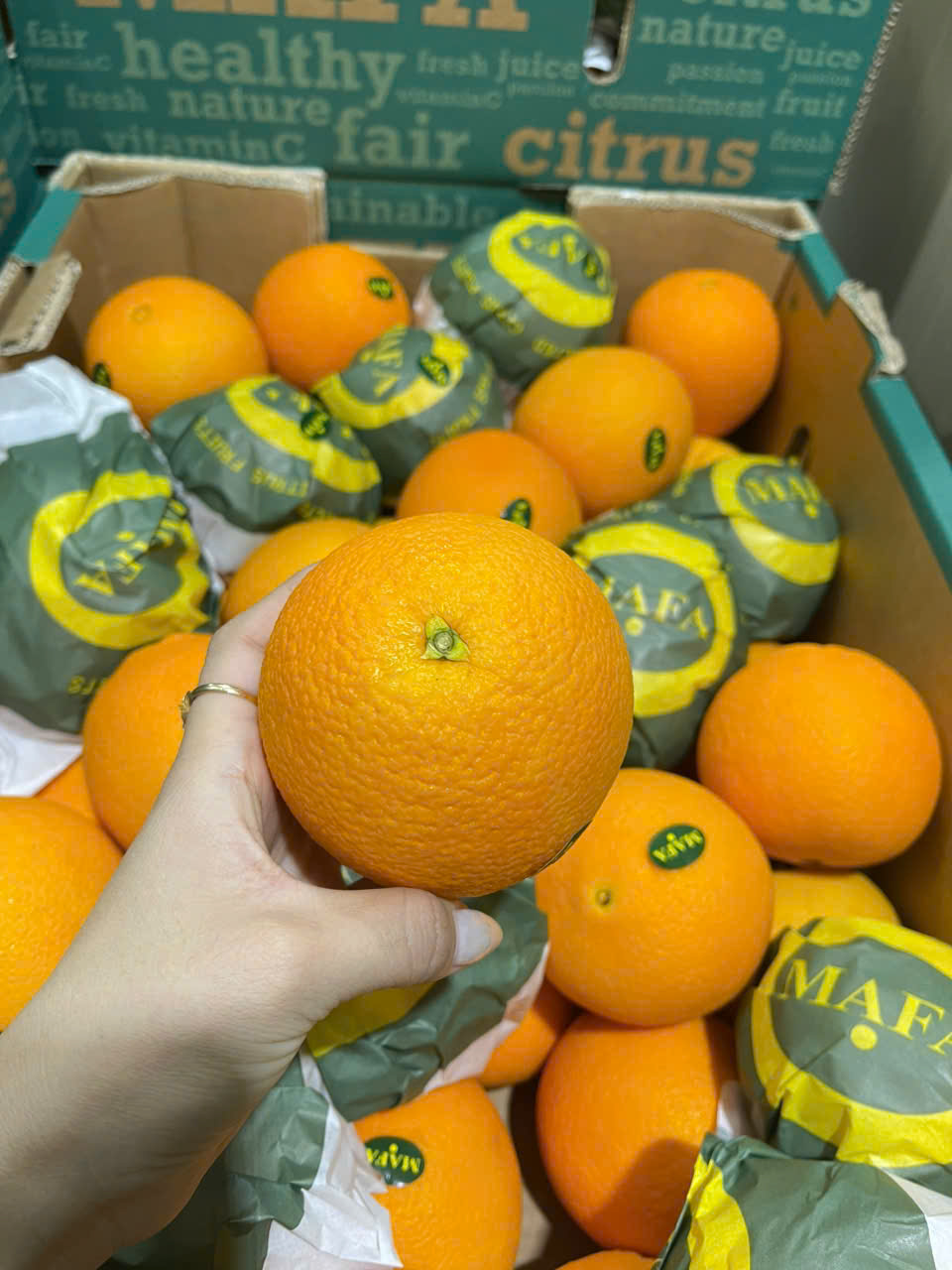 Cam Ai Cập Ruột Vàng