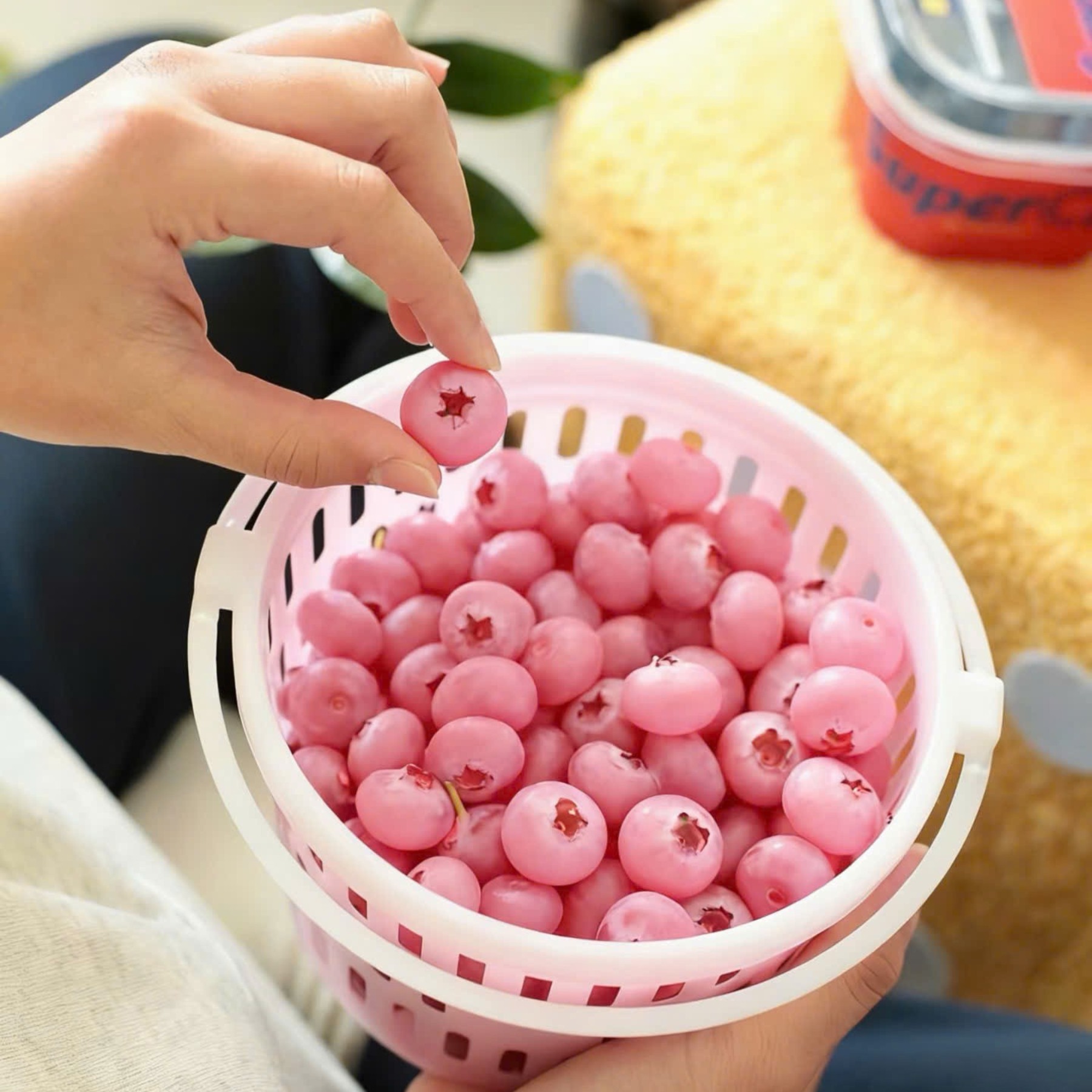 Việt Quất Hồng 