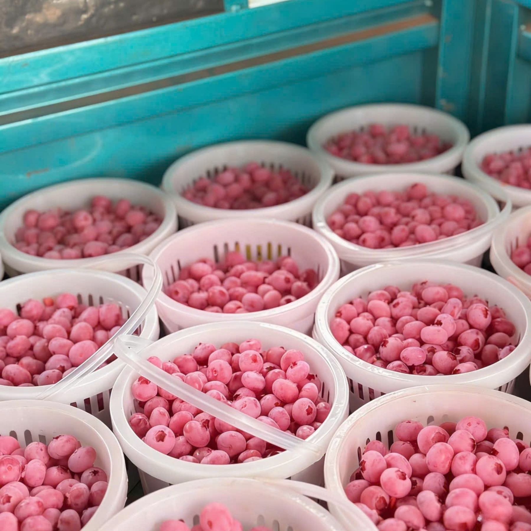 Việt Quất Hồng 