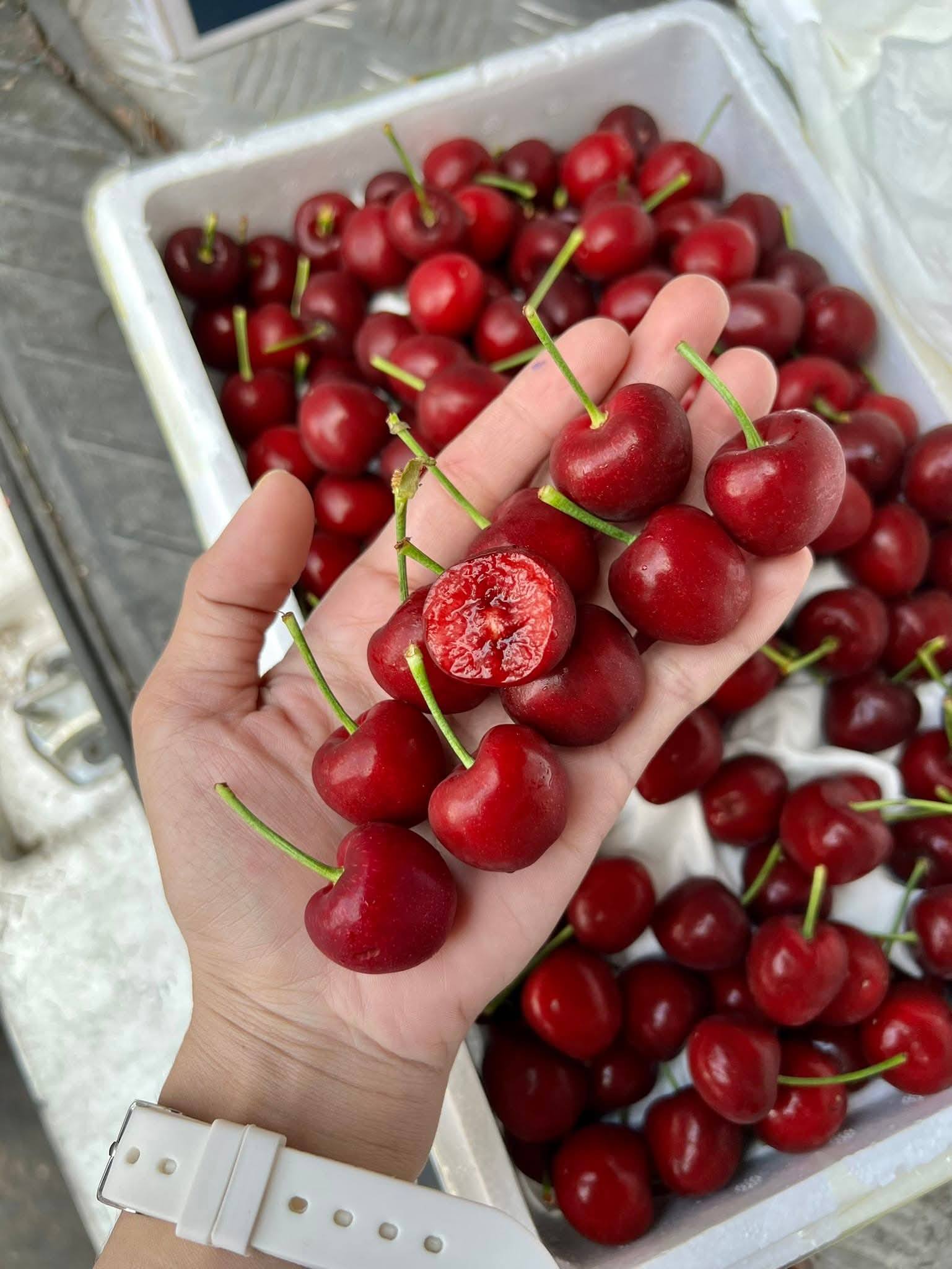 Cherry Nội Địa Trung 3J