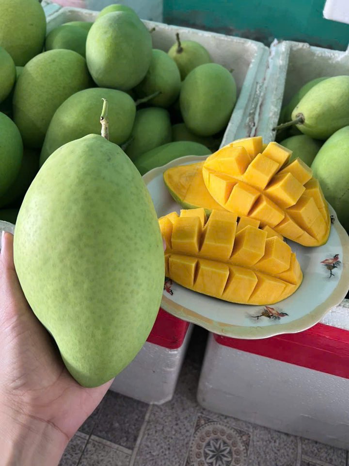 Xoài Cát Hoà Lộc