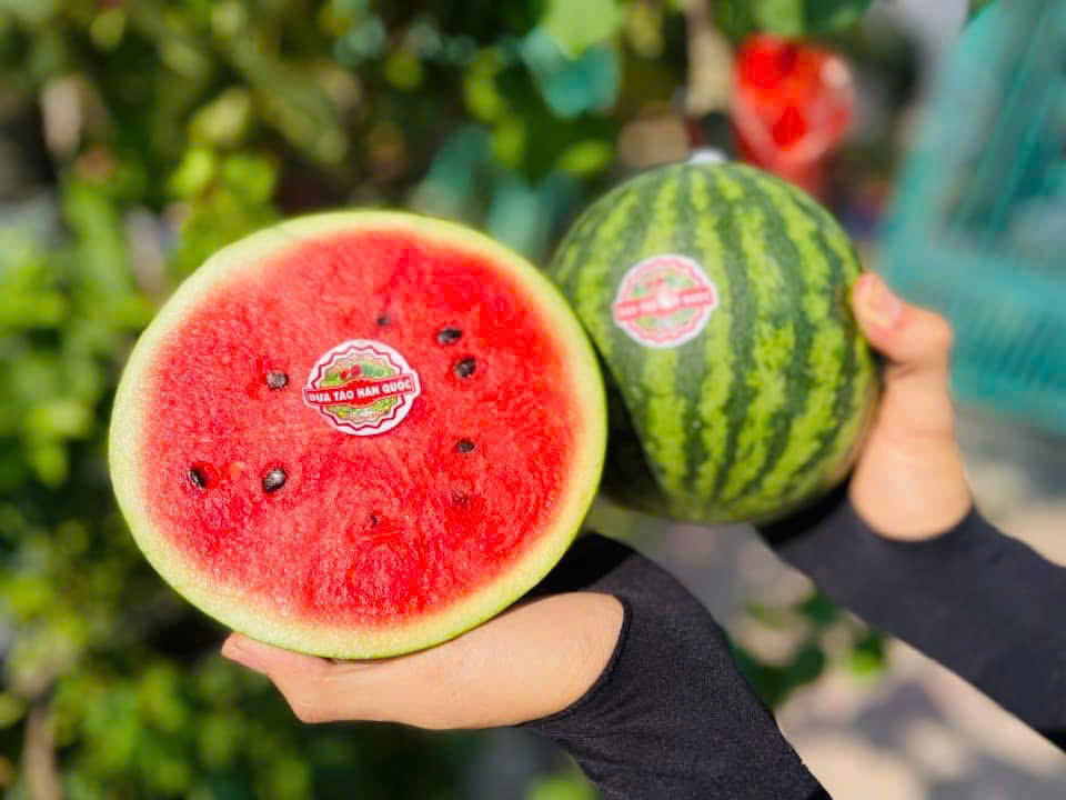 Dưa Hấu Mini Hàn Quốc