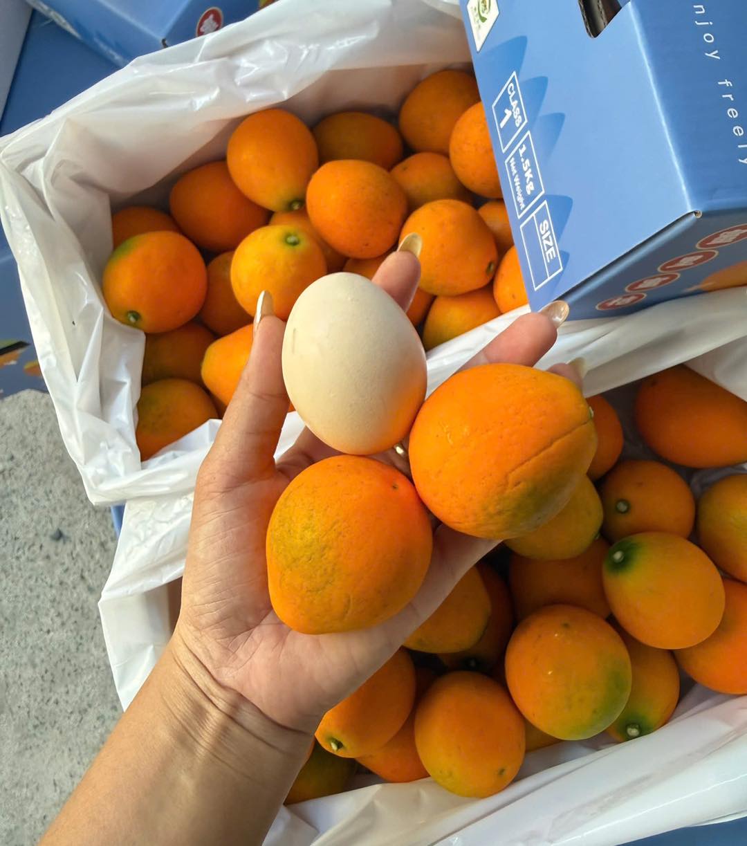 Kim Quất Đài Loan Khổng Lồ 